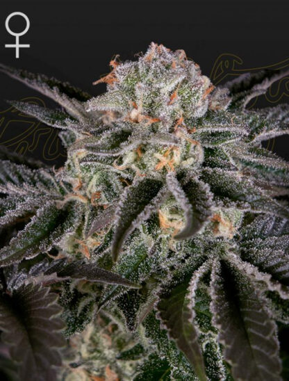 Wonder Pie