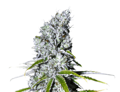 Zkittlez Bulk Seeds